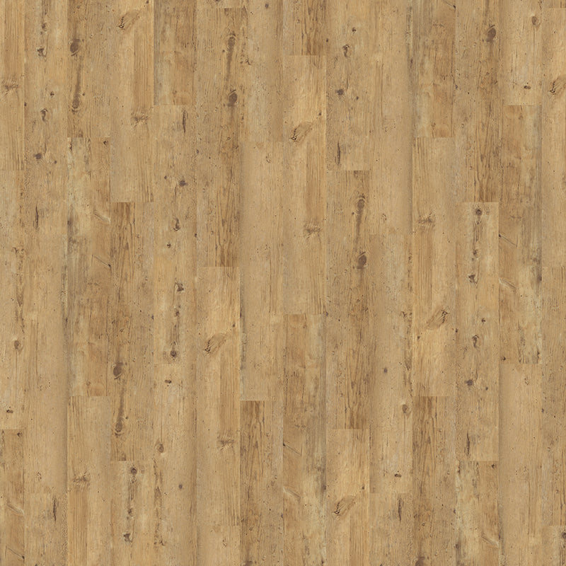 TLC True Forest Rustic Birch 5183 Glue-Down LVT Flooring | Trade Prices