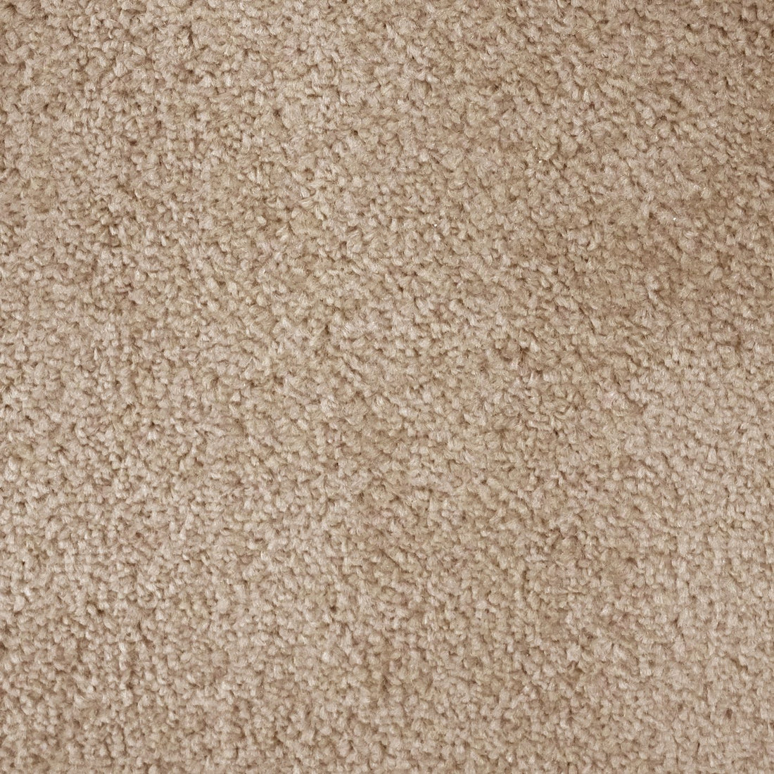 Flooring Wholesale Prime Latte Carpet