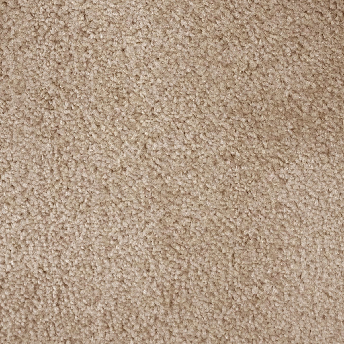 Flooring Wholesale Prime Latte Carpet
