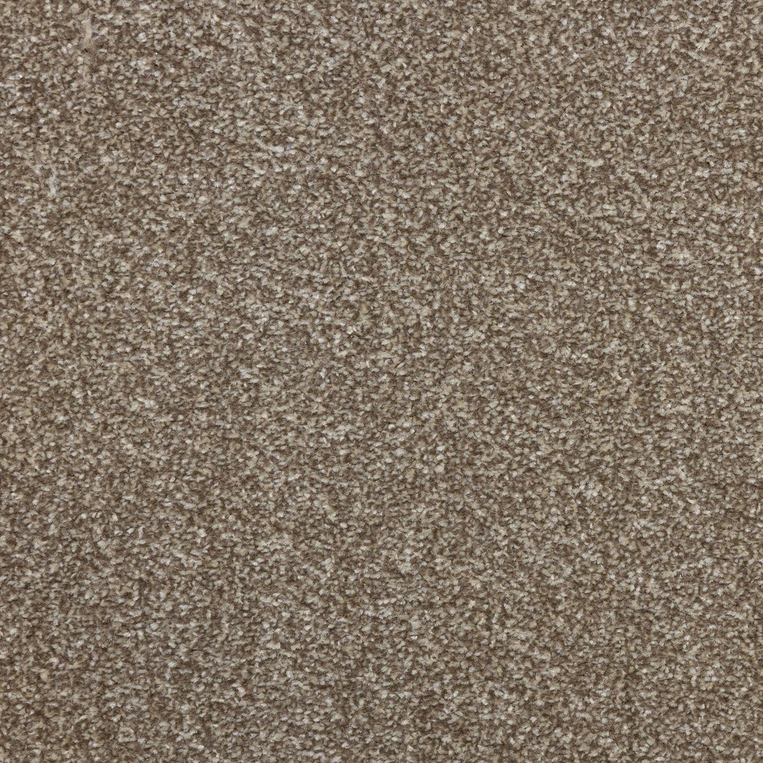 Flooring Wholesale Veneto Elite Latte Carpet