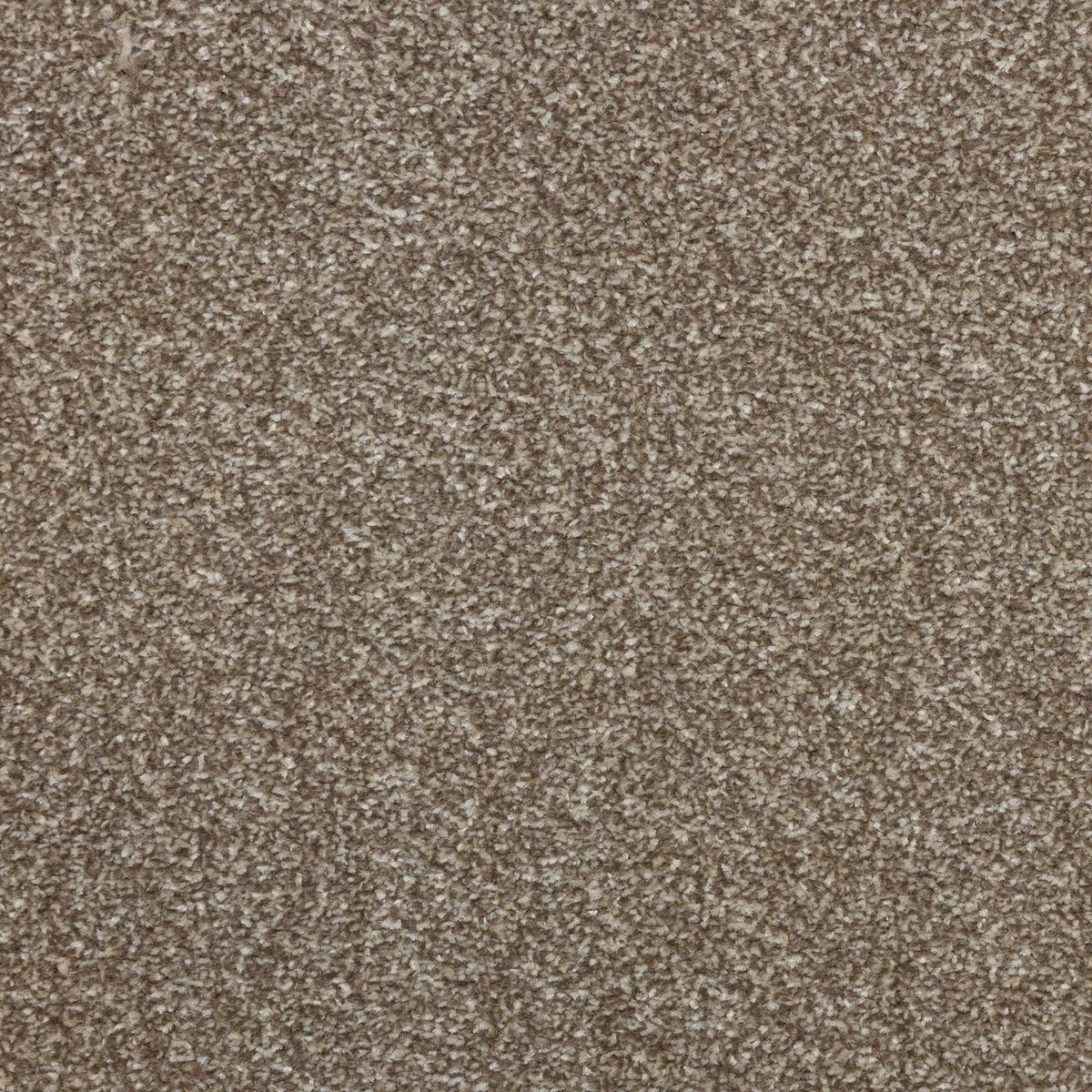 Flooring Wholesale Veneto Elite Latte Carpet