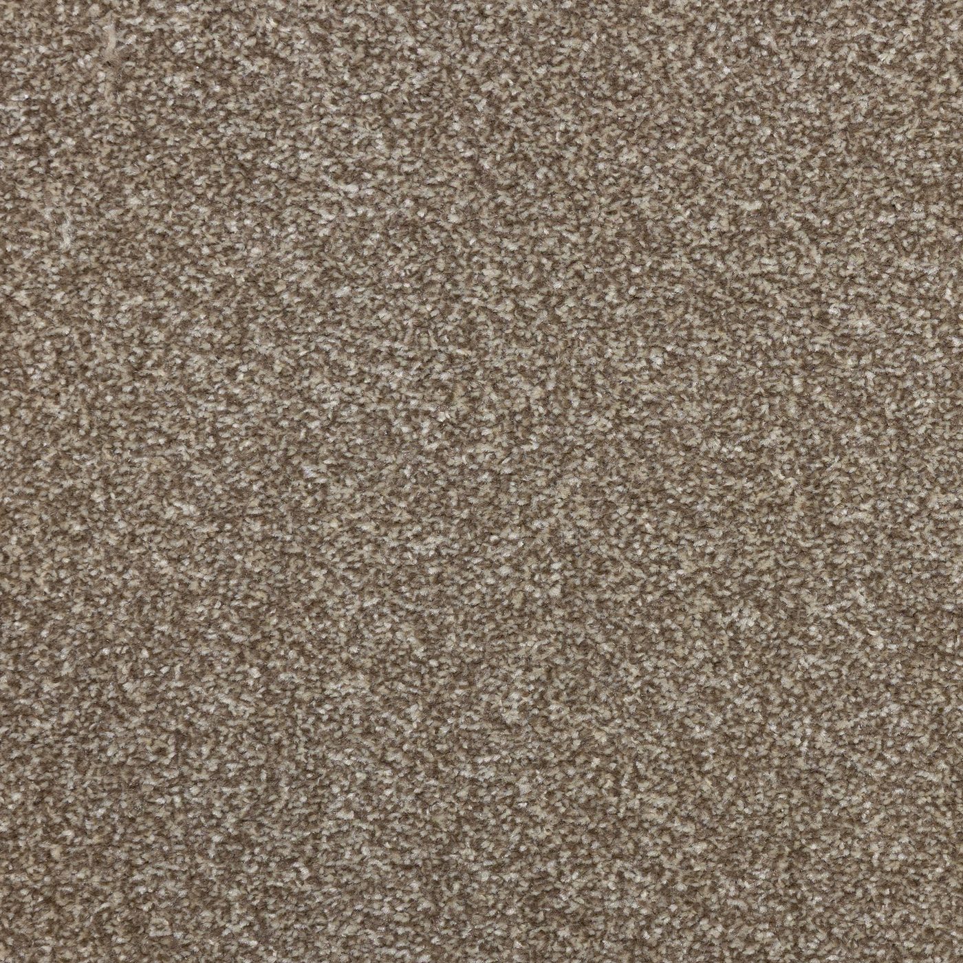 Flooring Wholesale Veneto Elite Latte Carpet