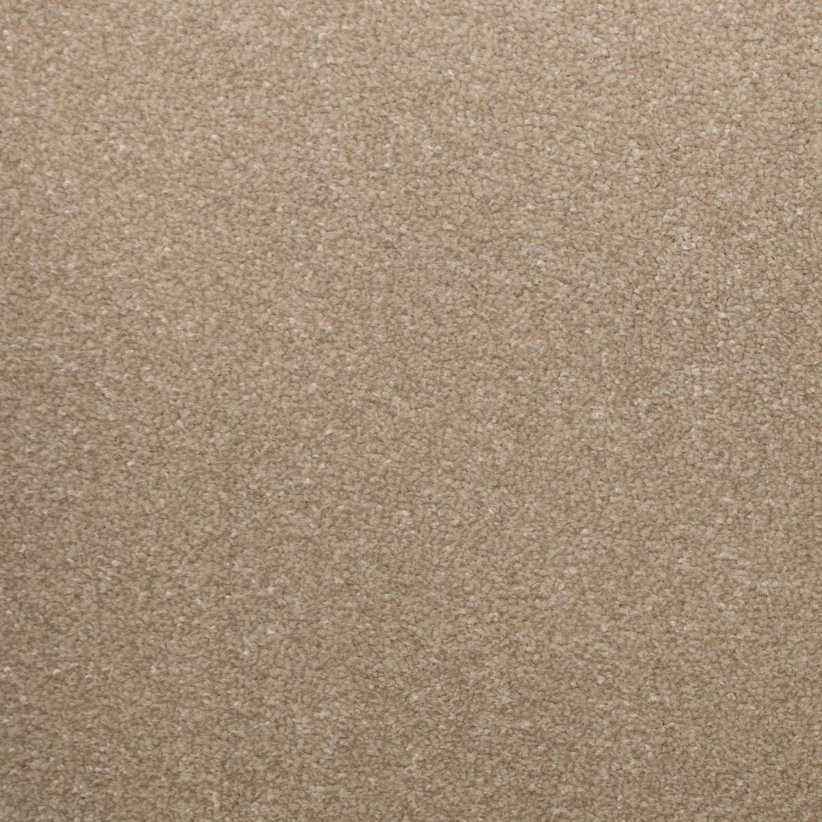 Flooring Wholesale Veneto Elite White Dove Carpet