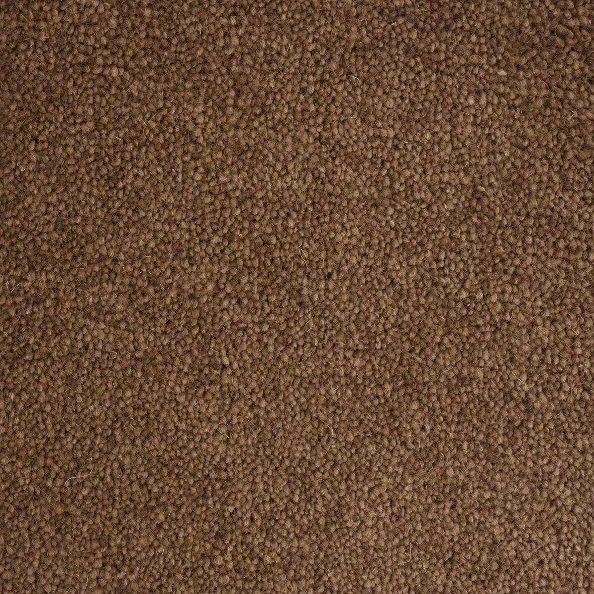 Flooring Wholesale Windsor 40oz Dark Fawn Carpet