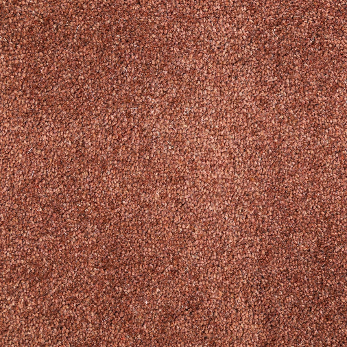 Flooring Wholesale Windsor 40oz Rust Carpet